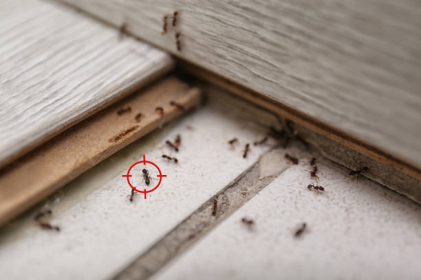 Best Ant Control Services  in Elverta, CA