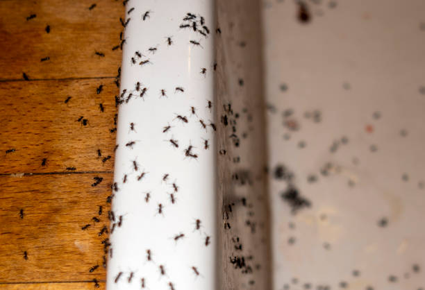 Best Best Pest Control Companies  in Elverta, CA